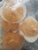 Coquille du pêcheur