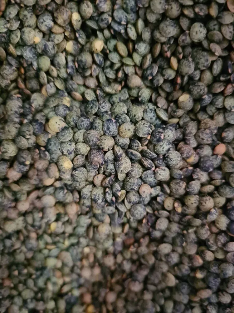Lentilles vertes Bio