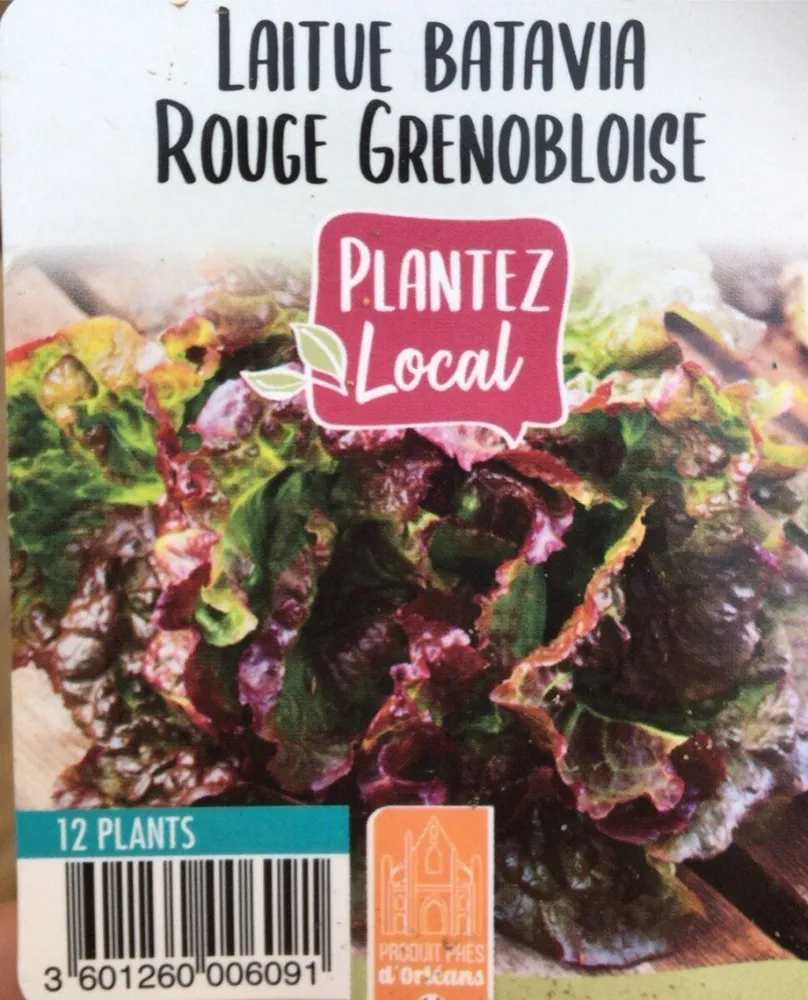 Laitue batavia rouge grenobloise