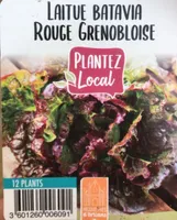 Laitue batavia rouge grenobloise