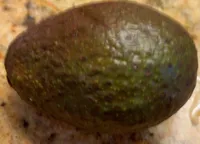 Avocats