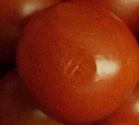 Tomate cerise Ronde bio
