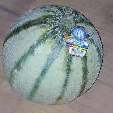 MELON Melon Charentais pièce