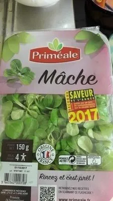 Mache