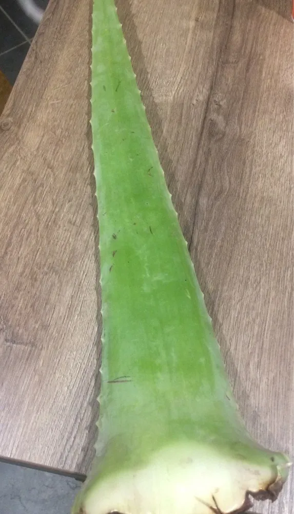 Aloe vera