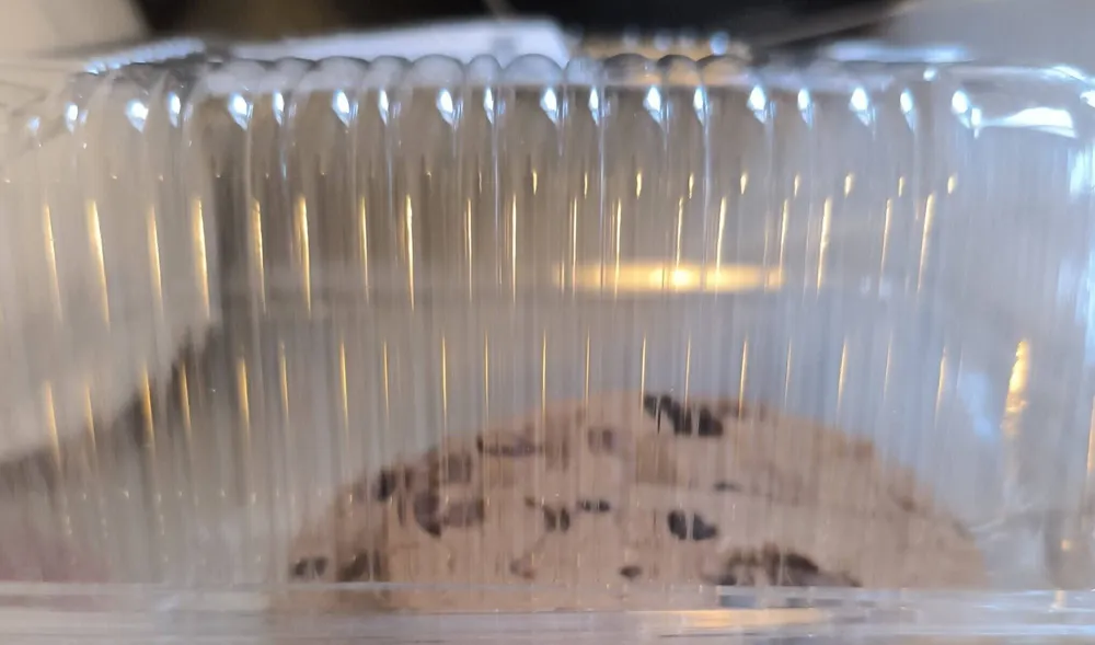 DOUBLE chunck cookie