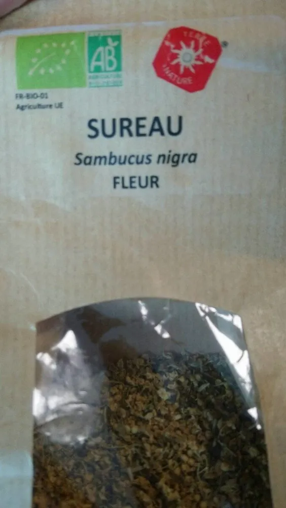 Sureau Fleur Sambucus nigra