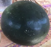 Pastèque entière fraîche sans pépins