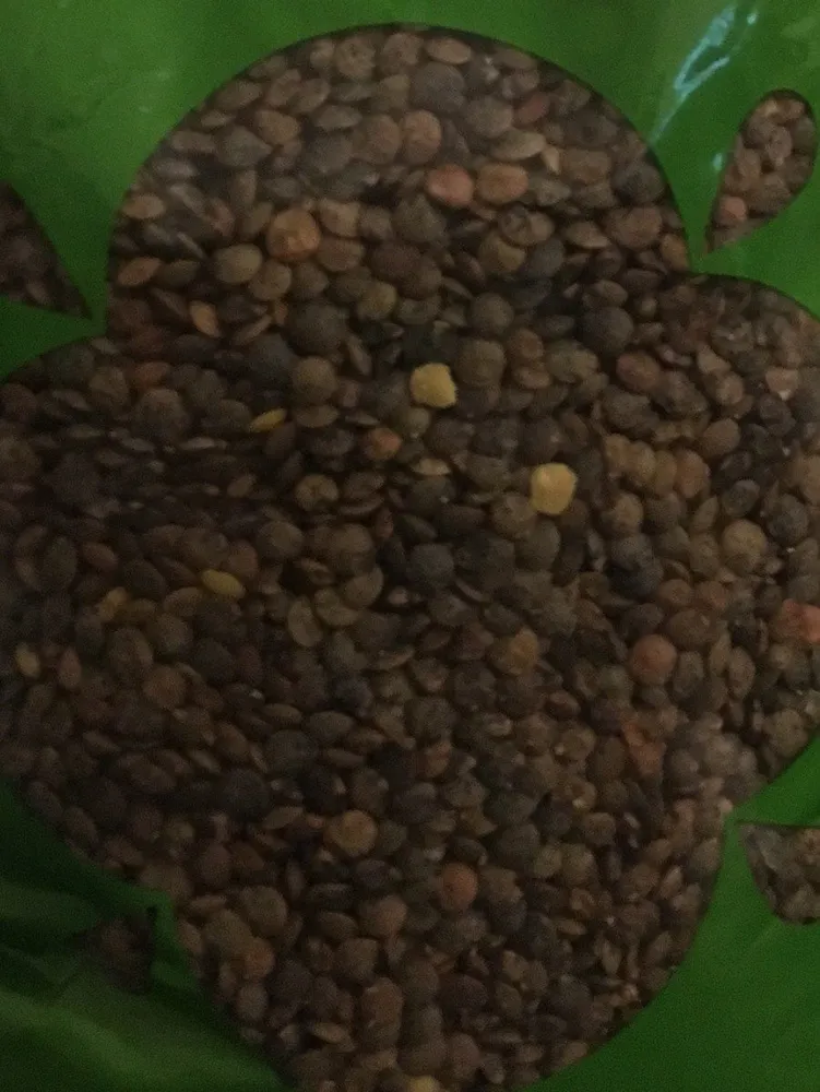 Lentilles vertes