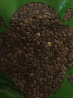 Lentilles vertes