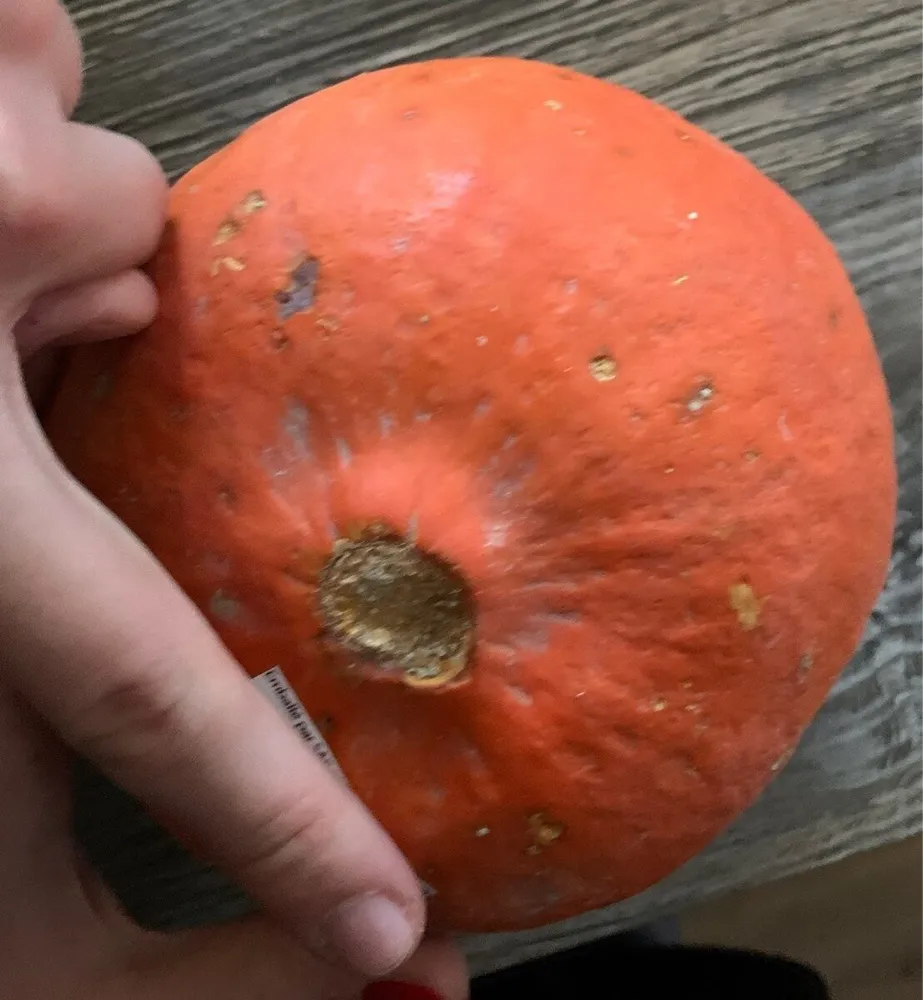 Potimarron