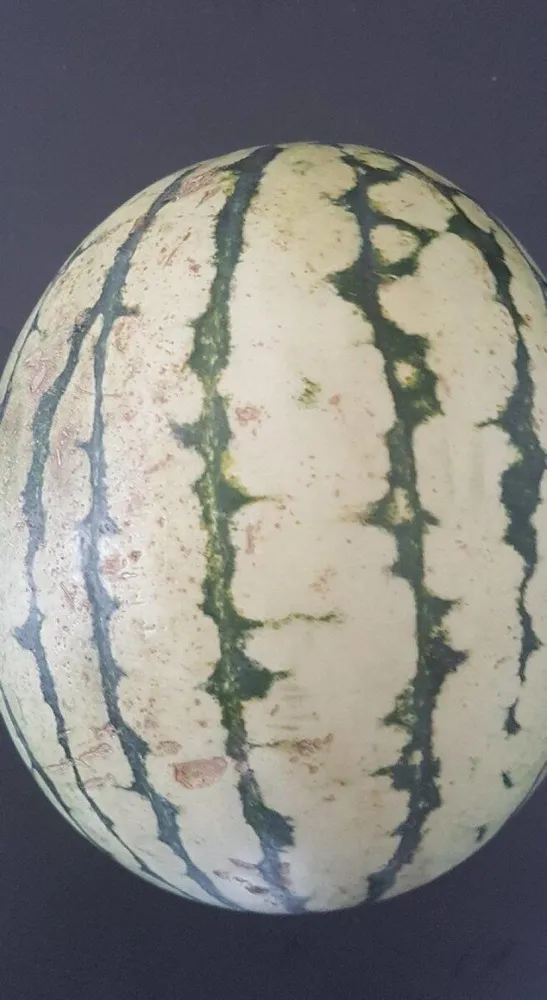 Pastèque