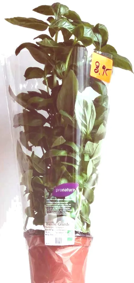 Basilic Grande