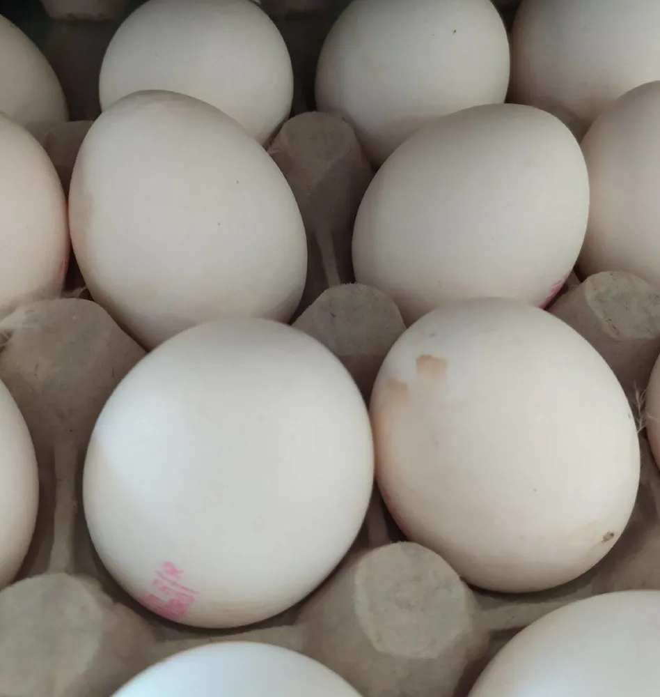 Oeufs frais blancs de poules élevées en plein air