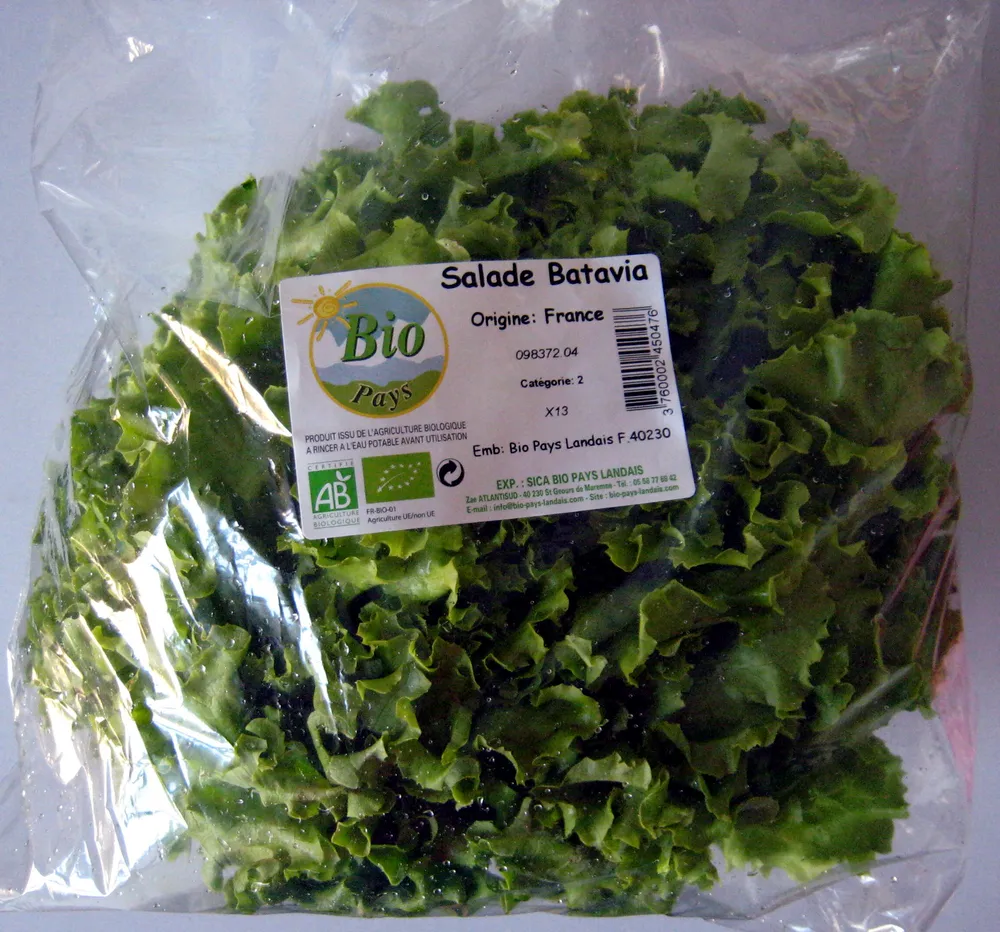 Salade Batavia Bio Pays Landais