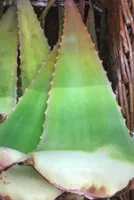Aloe Vera bio