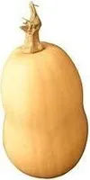Courge Butternut ou Doubeurre, France,