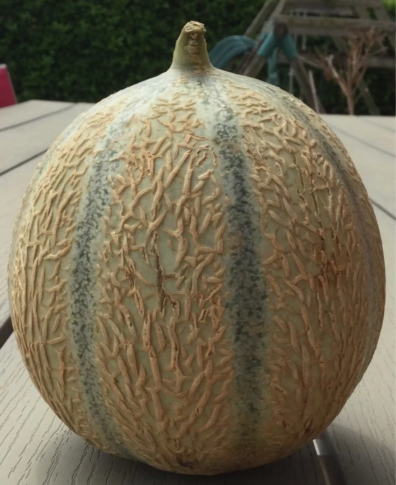 Melon