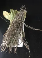 Thym et laurier, France, sachet