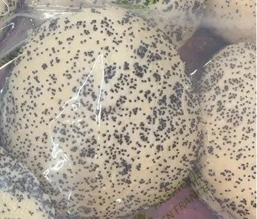 Brioche Burgers graines de pavot