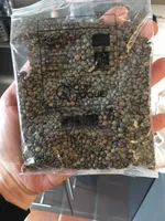 Lentilles vertes