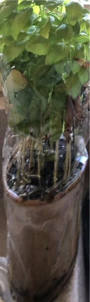 Basilic Grand Vert P12 bio