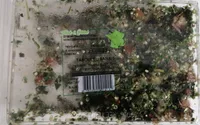 TABOULE LIBANAIS