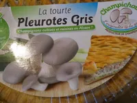 Tourte pleurotes gris