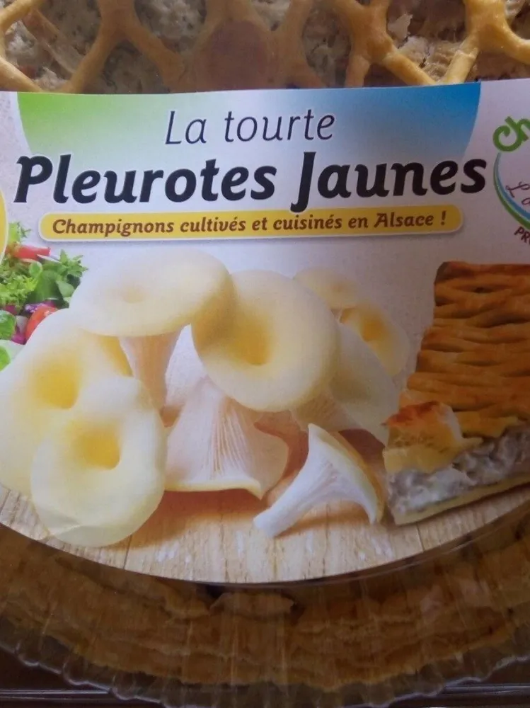 Tourte pleurotes jauned