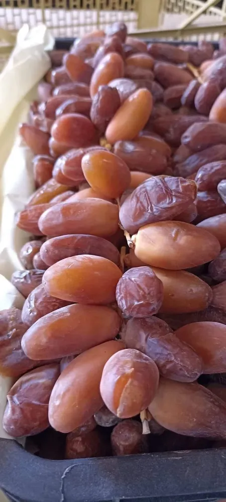Dattes Deglet Nour Algerie