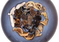 Pilzmischung