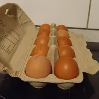 Eier