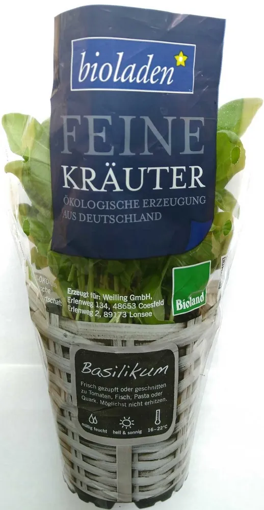 Feine Kräuter Basilikum