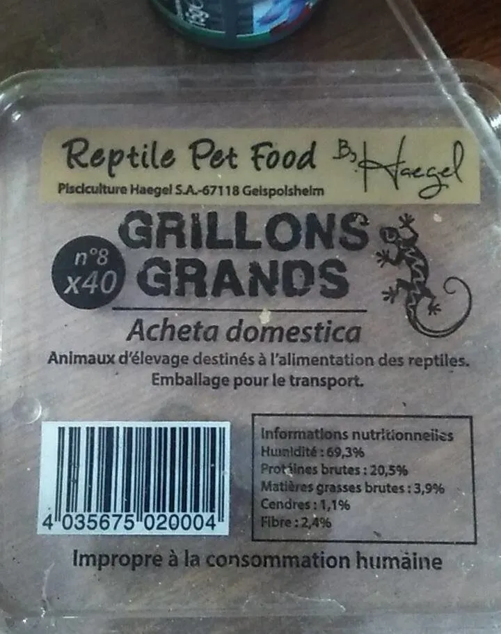 Grillons grands