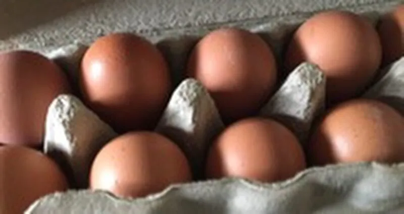 Eier
