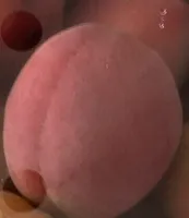 Abricots