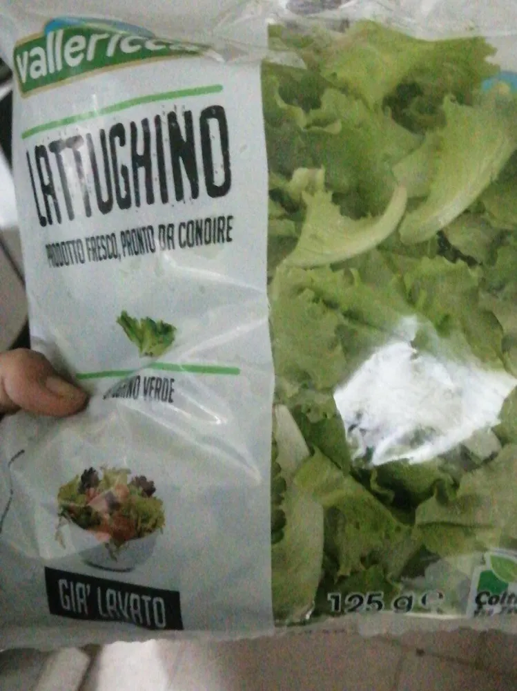 Lattughino