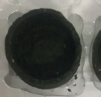 Tartaleta espirulina