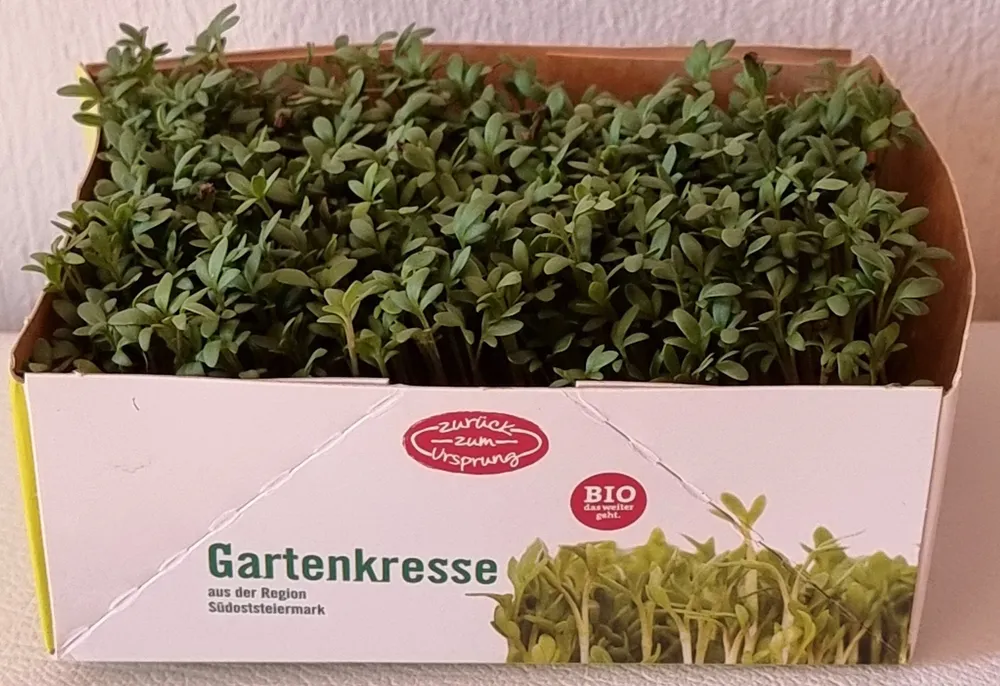 Gartenkresse