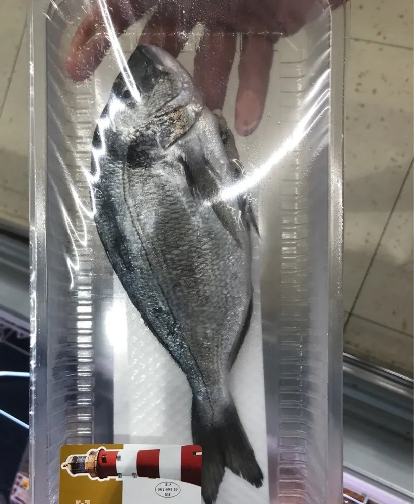 Dorade royale