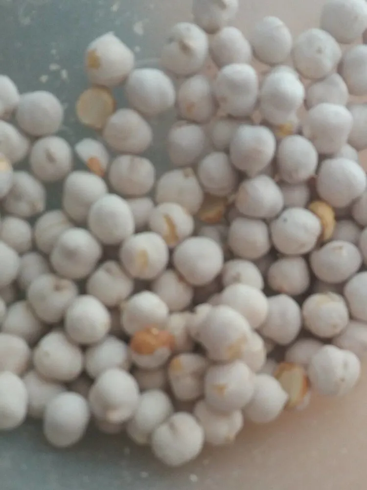 Chickpeas roasted pois chiche