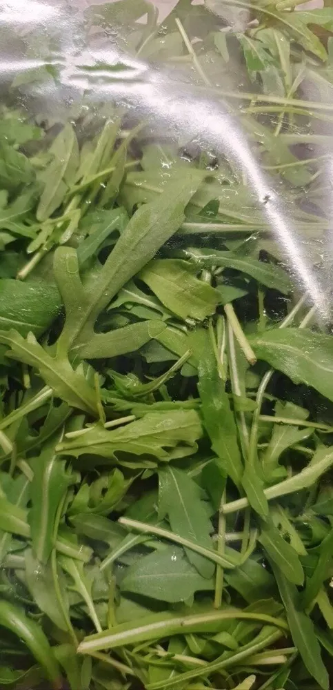Rucola