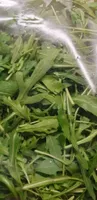 Rucola