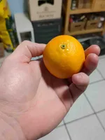 Clementinen