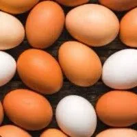 Eier