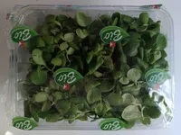 Bio Feldsalat