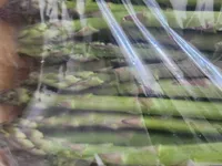 Grüner Spargel