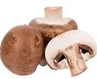 Braune Kultur Champignons
