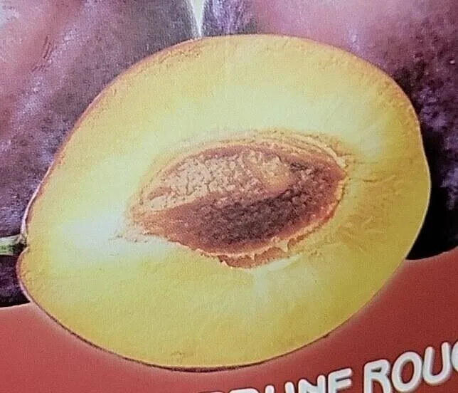 Pruneaux secs