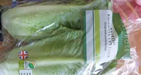 British Romaine Lettuce